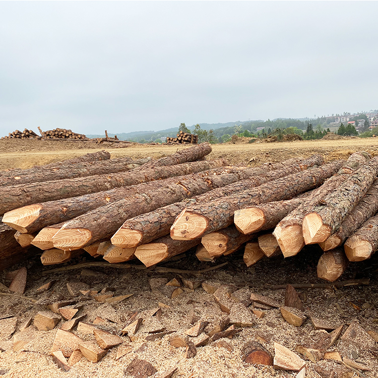 護(hù)坡用松木樁供應(yīng)商廠(chǎng)家哪里有？