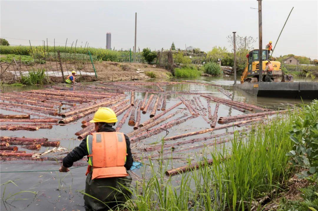 改善水環(huán)境！徐行122條段村級(jí)河道用木樁對(duì)河岸進(jìn)行加固整治