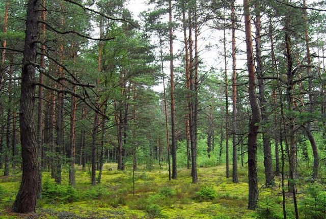 中國主要的松木產(chǎn)地有哪些，不同產(chǎn)地的松木有哪些區(qū)別