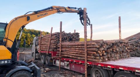 <a href=http://www.seduceyy.com/ target=_blank class=infotextkey>松木樁</a>現(xiàn)場選材與運輸