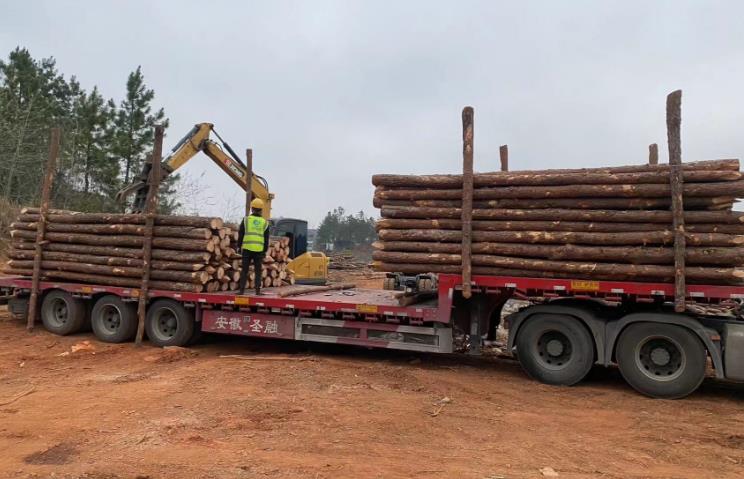 松木樁和杉木樁哪個(gè)更適合打木樁？?jī)烧邊^(qū)別有哪些？