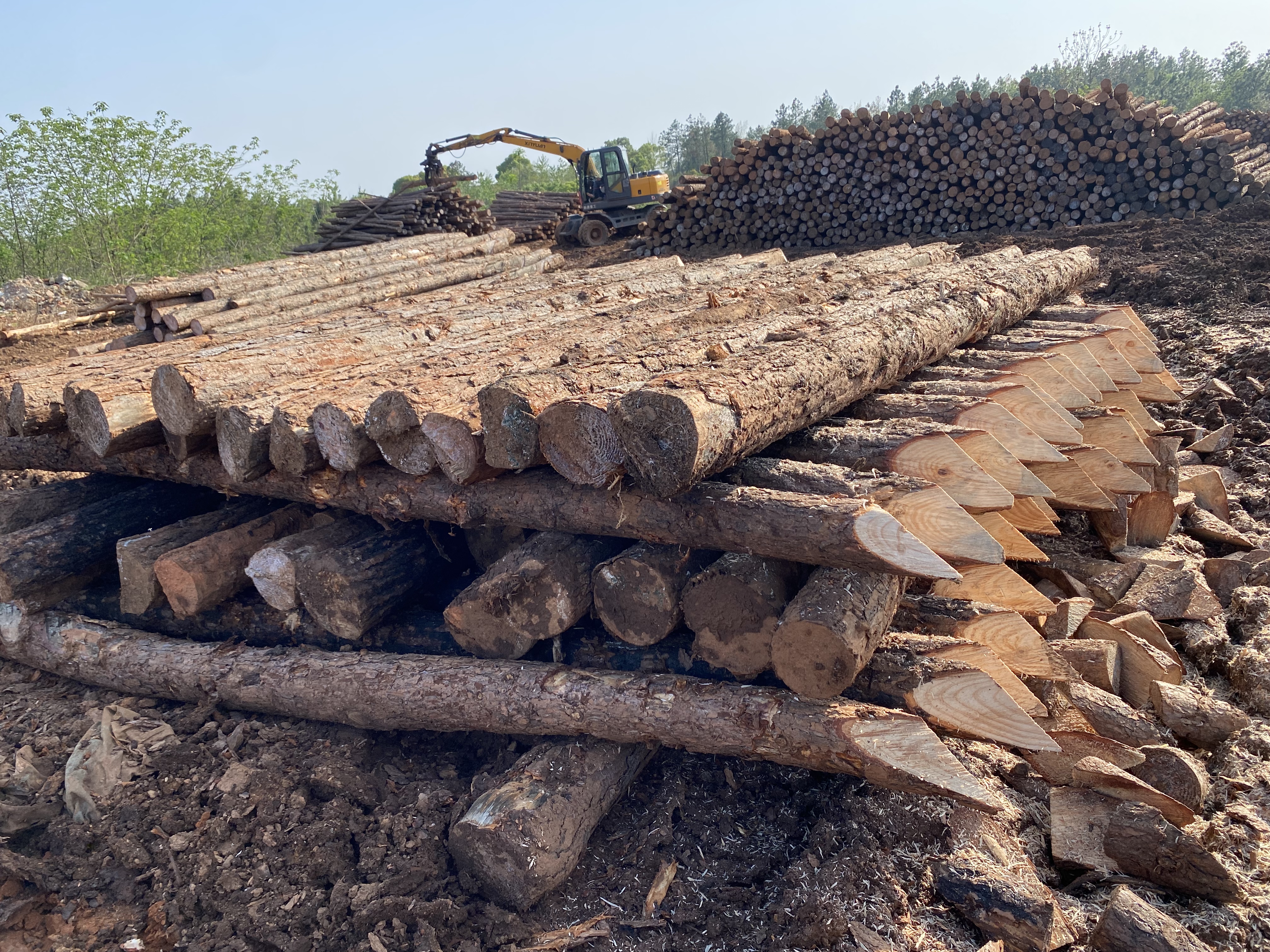 揭開(kāi)松木的奧秘！松木最全介紹