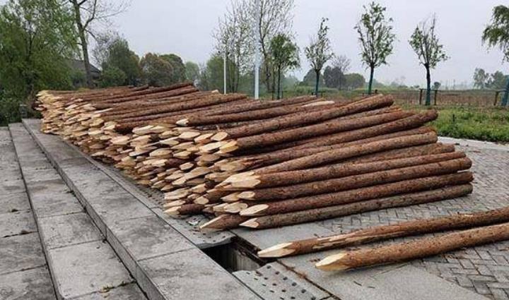 杉木樁為什么這么受歡迎？杉木樁有哪些優(yōu)點(diǎn)和缺點(diǎn)？