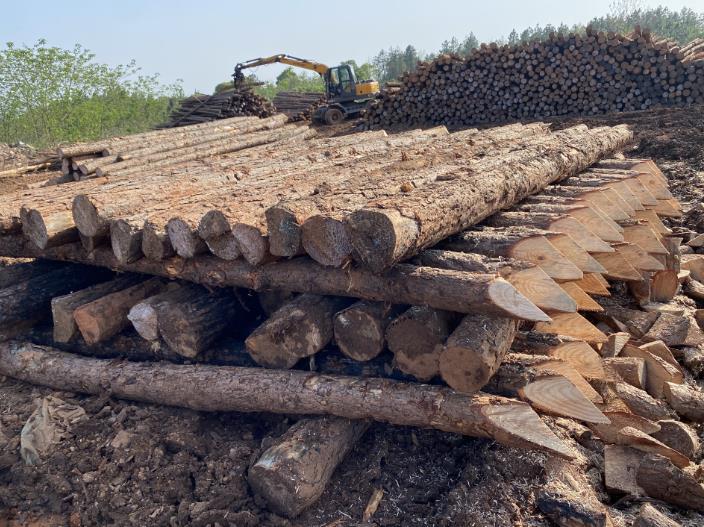 松木樁可做永久基礎(chǔ)處理(打造最牢固基礎(chǔ)，松木樁無可比擬)
