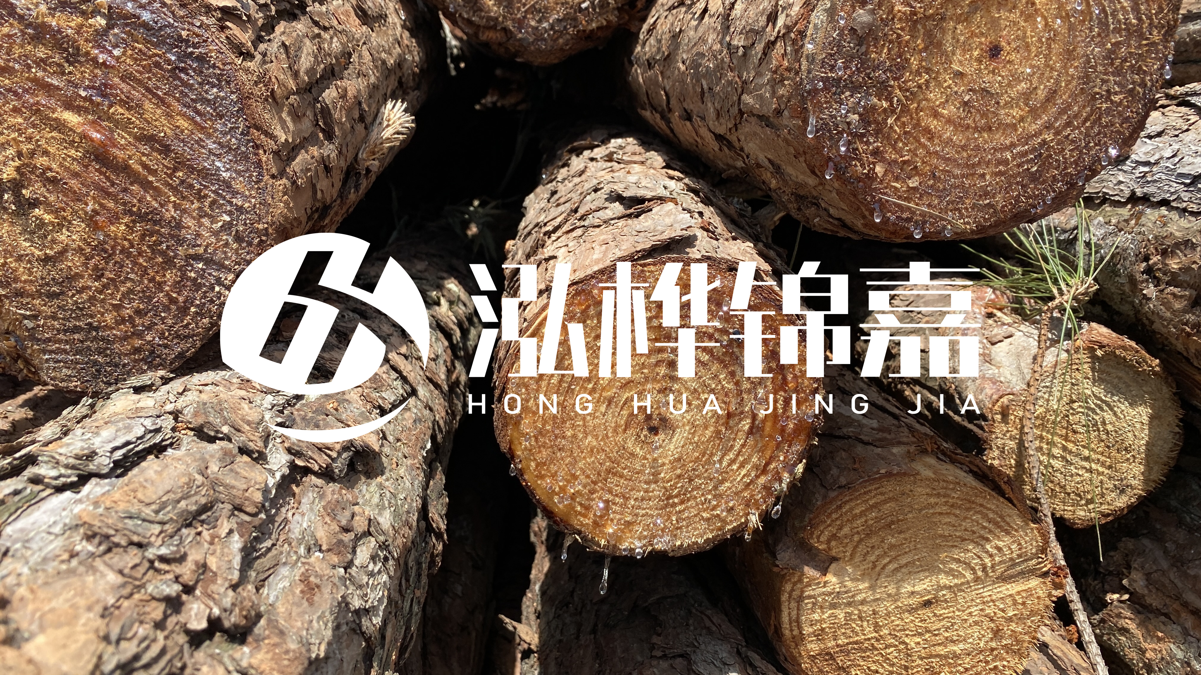 為什么要用松木樁治理河道？