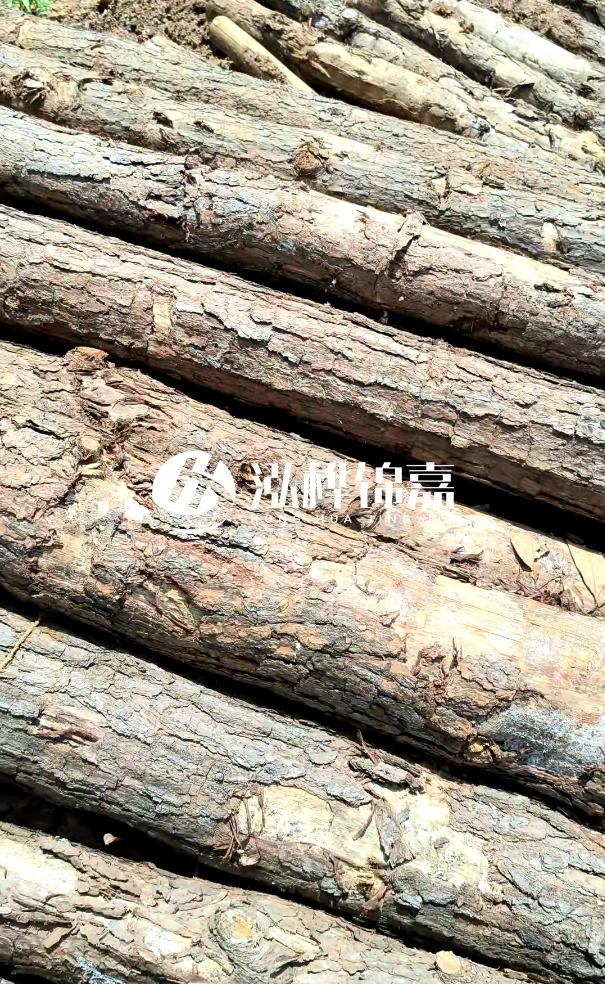 佛山松木樁源頭廠家-松木樁和杉木樁在河道治理中哪個更耐用？