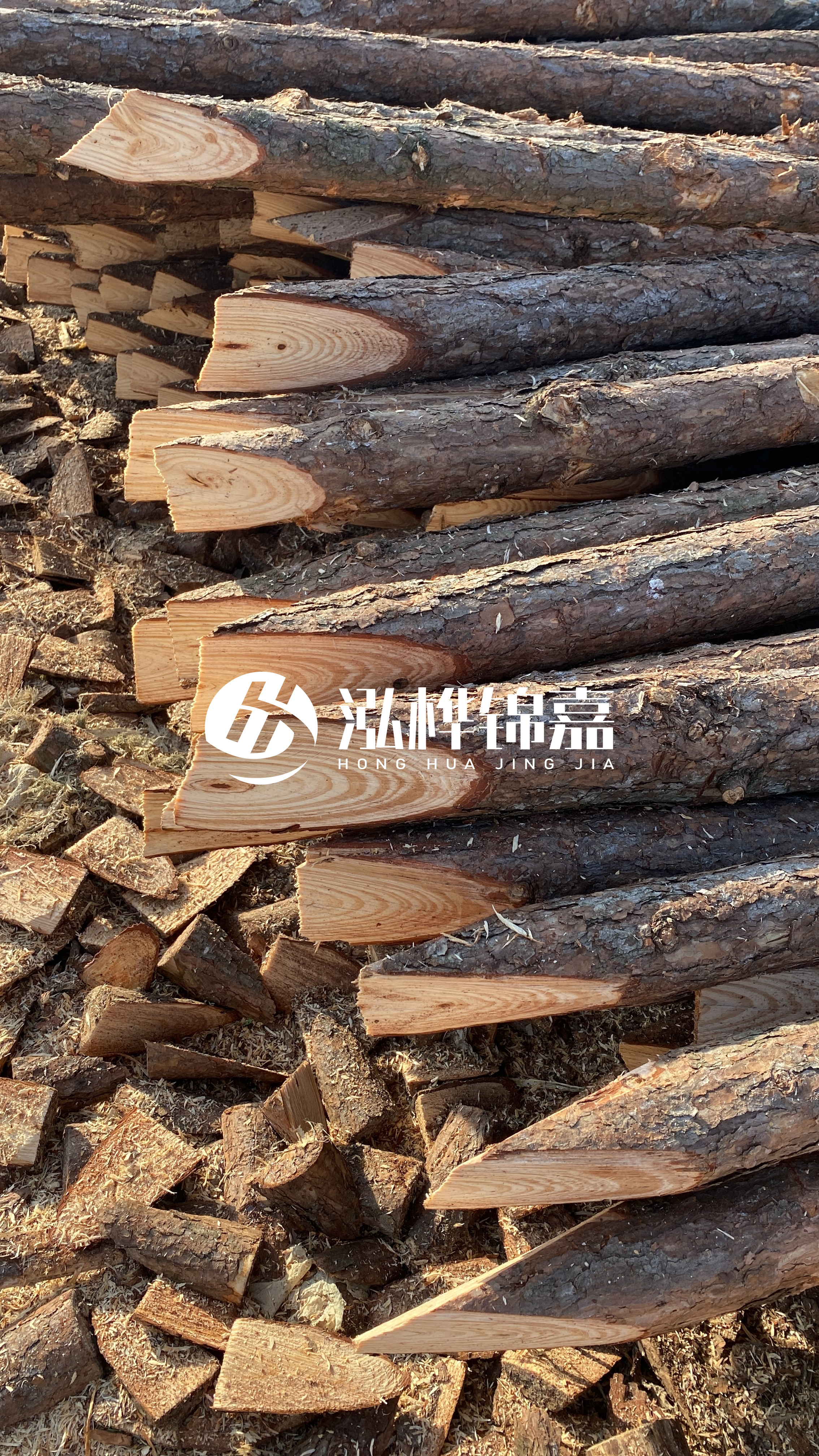 松木樁怎么分辨好壞？學(xué)會(huì)這幾招，輕松分辨松木樁好壞不踩雷！