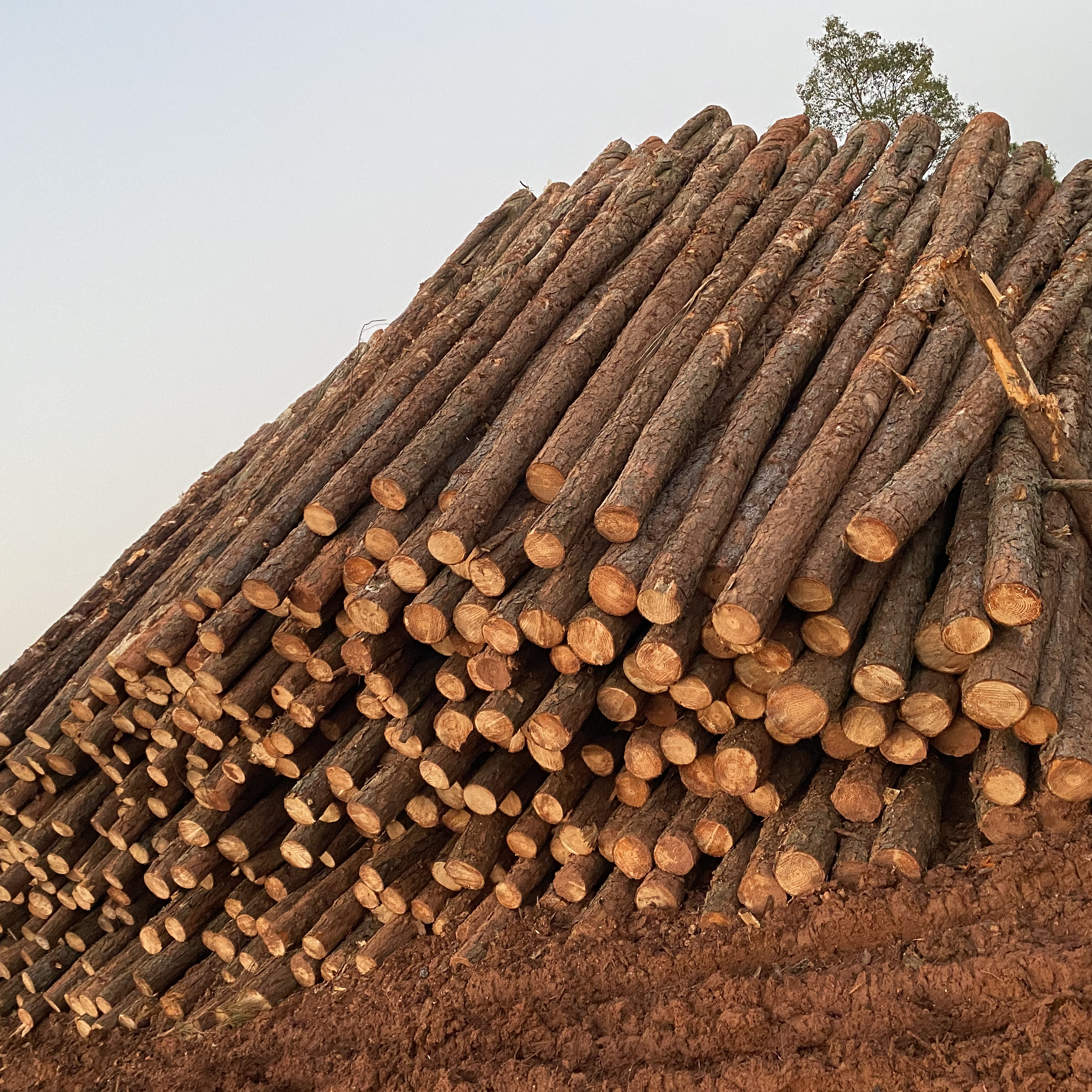 松木樁廠家泓樺錦嘉-松木樁施工后出現(xiàn)松動怎么加固？